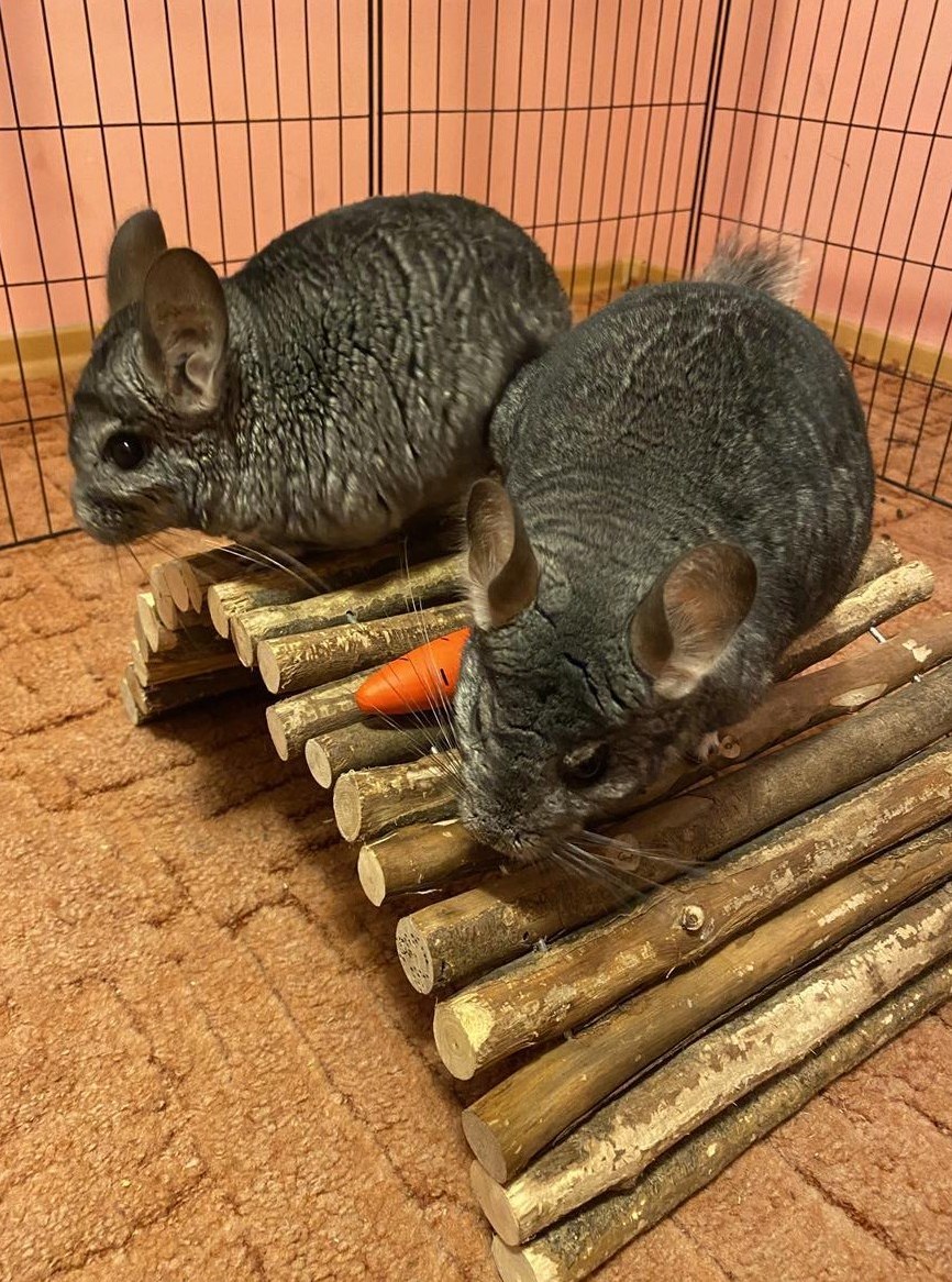 2 Chinchilla Männchen suchen schönes Zuhause