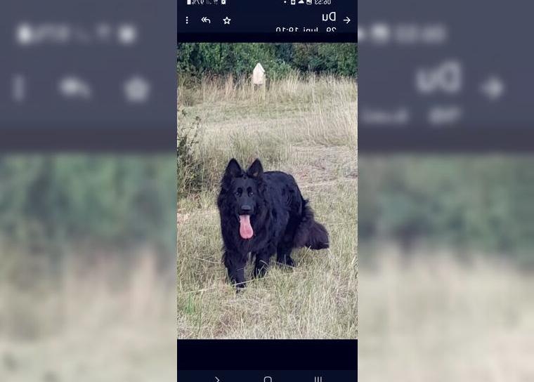 Altdeutsche Schäferhundwelpen mit Papieren