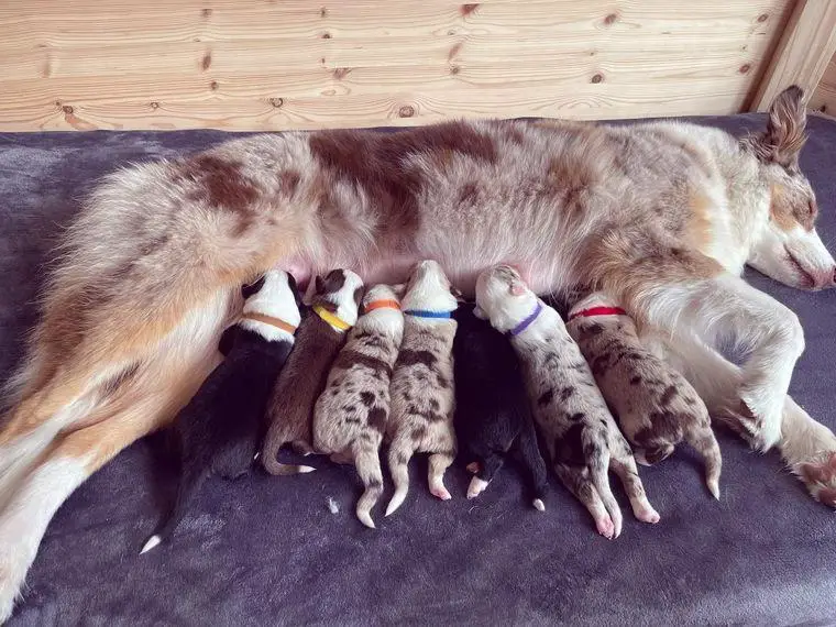Die Welpen sind daZuckersüsse reinrassige Australian Shepherd Welpen