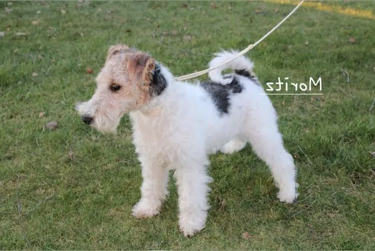 Drahthaar Foxterrier junge Rüden