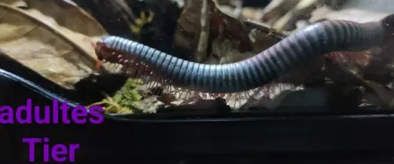 Schnurfüsser Tonkinbolus Dollfusi, Regenbogentausendfüsser