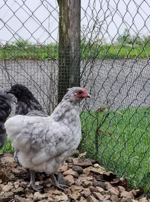 Zwerg Orpington Hähne abzugeben