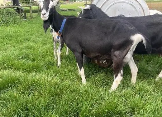 Diverse Bündner Strahlenziegen zu verkaufen