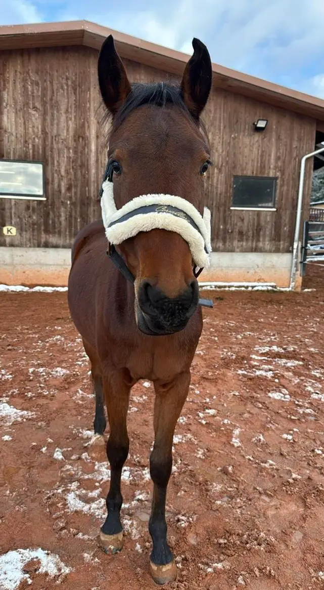 Biete Pflege-/Reitbeteiligung in Ebnet LU