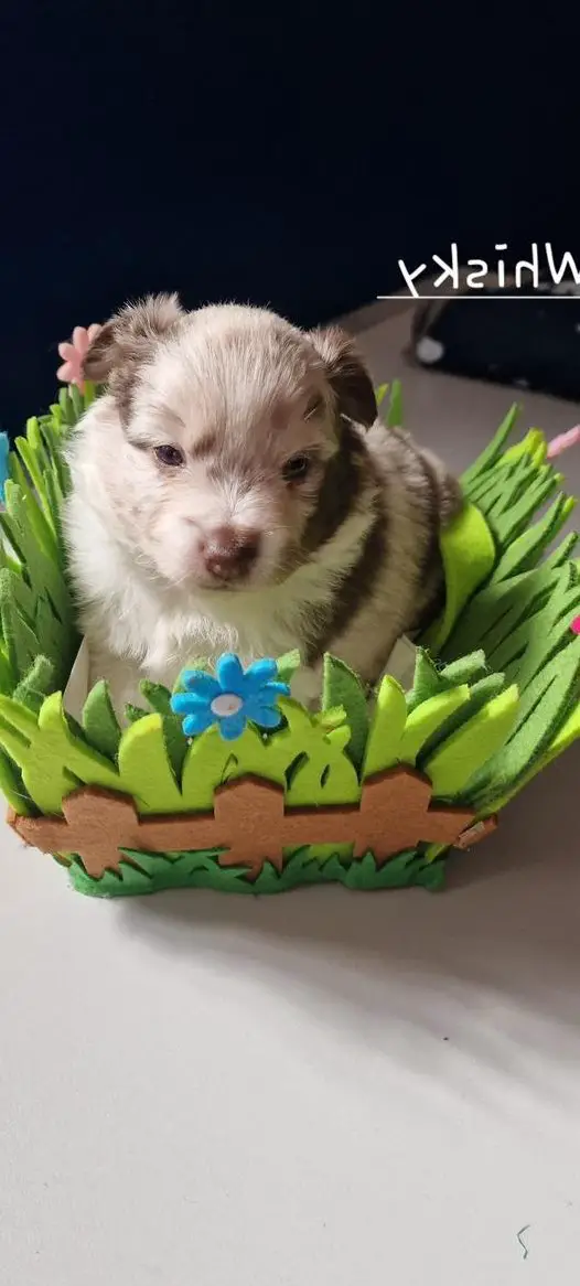 Mittel-Grossspitz Welpen zu vergeben