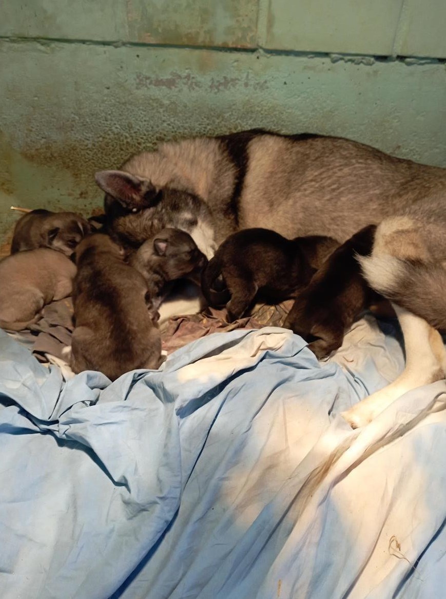 Siberian Husky x Weisser Schäferhund Mischlingswelpen