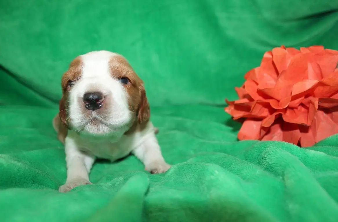 Welsh Springer Spaniel Welpen mit Stammbaum Zertifikat