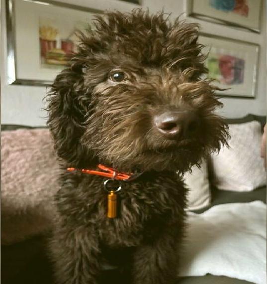 Labradoodle schokobraun f1b Lust auf einen neuen besten Freund?