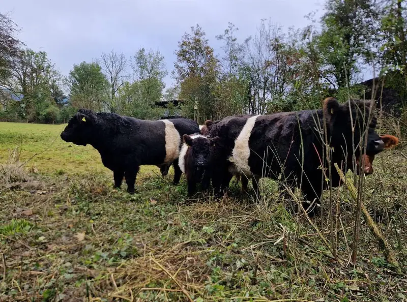Galloway Stier black belted