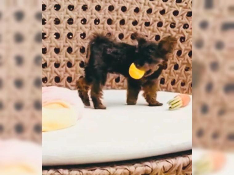 Bollipoo Rüde / 3kg - Black and Tan m. P.