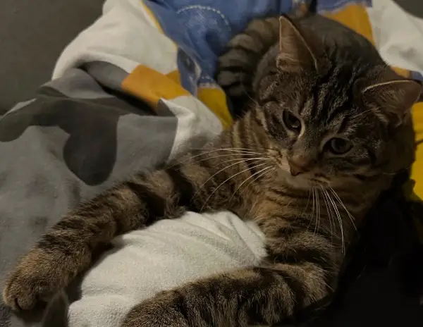 Liebevoller verschmuster Kater