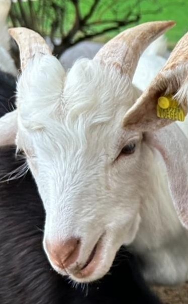 2 tolle Burenziegen Böcklein suchen ein Zuhause mit ??