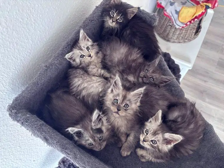 Maine Coon Kitten in Black-Smoke mit viel silber