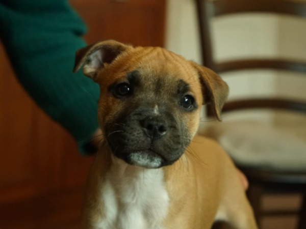 Staffordshire Bull Terrier Welpen