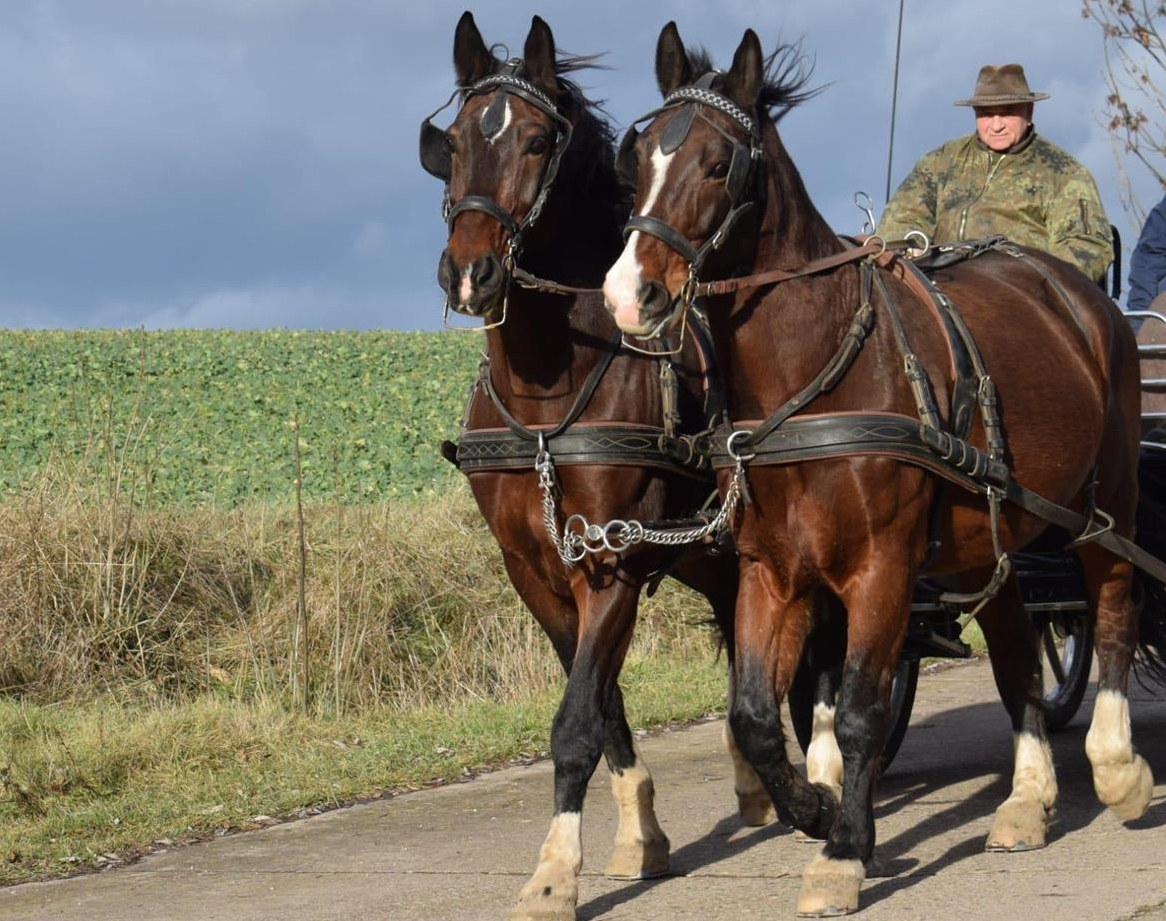 Warmblut Wallache - ein starkes Passgespann