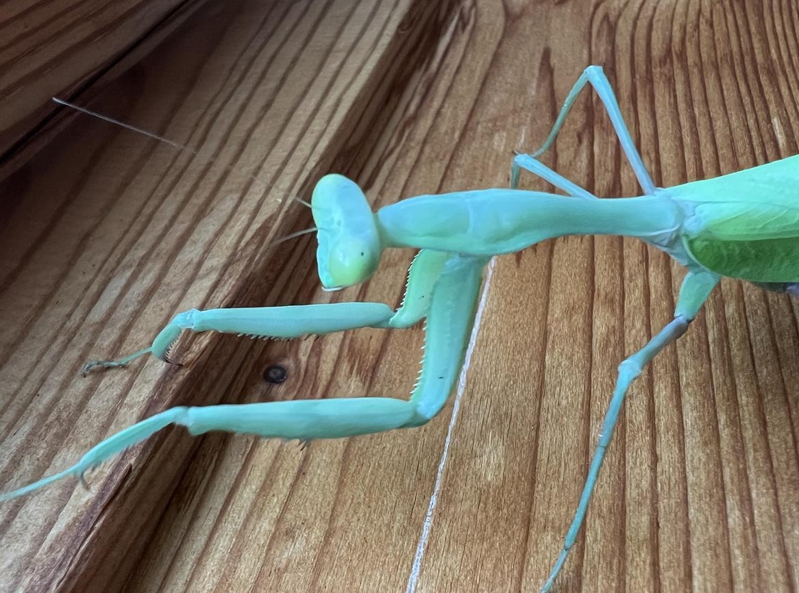 Hierodula membranacea, Miomantis paykulli Gottesanbeterin