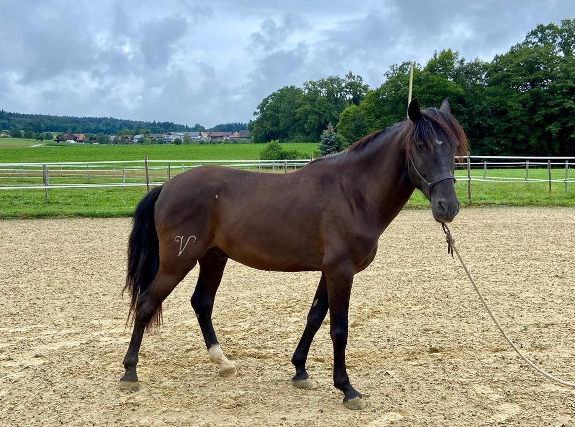 Lusitano Wallach, traumhaft schön