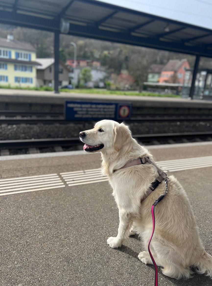 4-jährige Golden Retriever Hündin sucht eine Familie