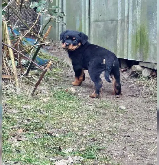 Zwei Rottijungs suchen neues Zuhause