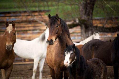 Lucy"s Pferdepark AG
