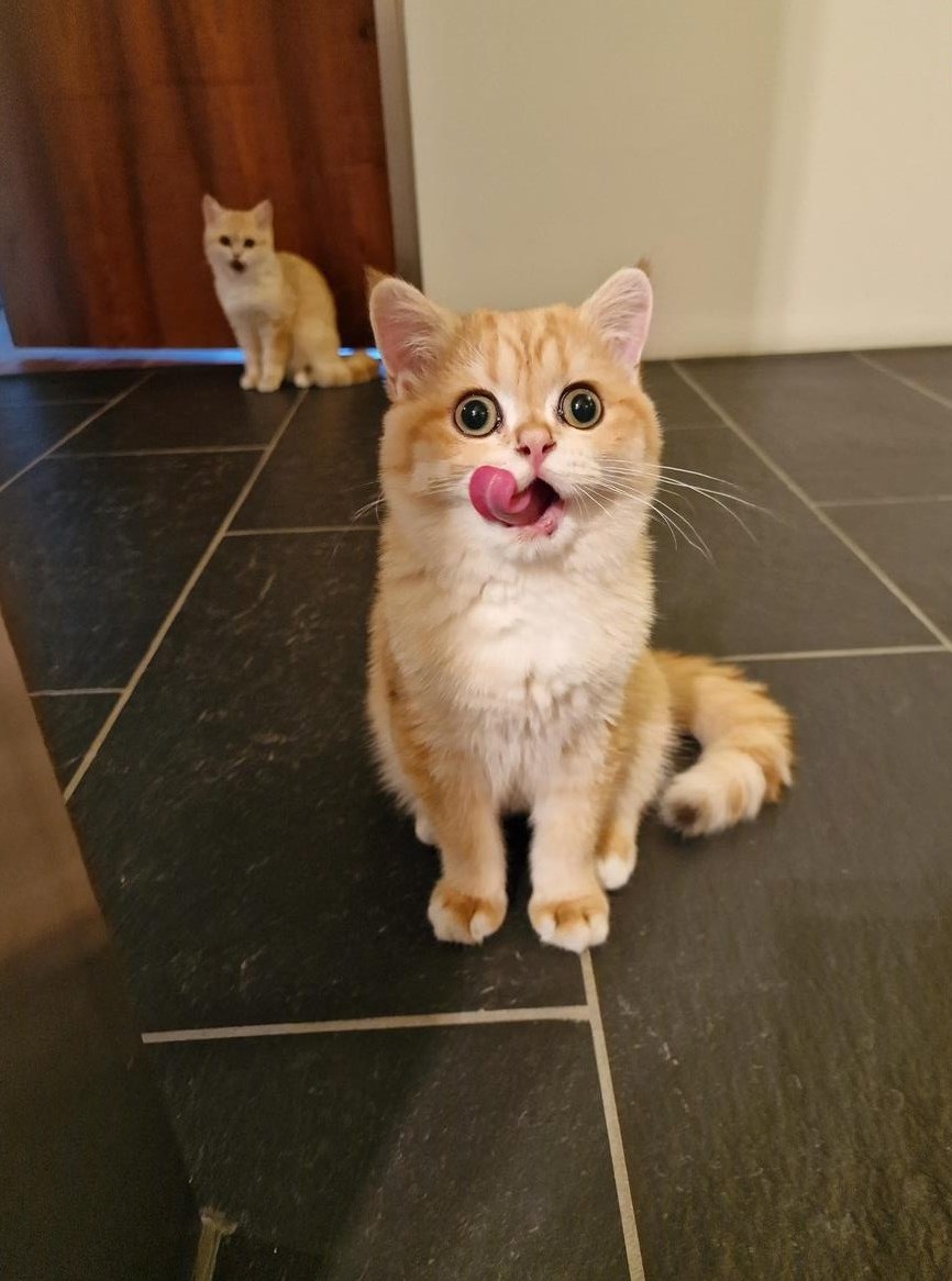 Katzenferienbetreuung / Katzenferienservice, Aarau Region