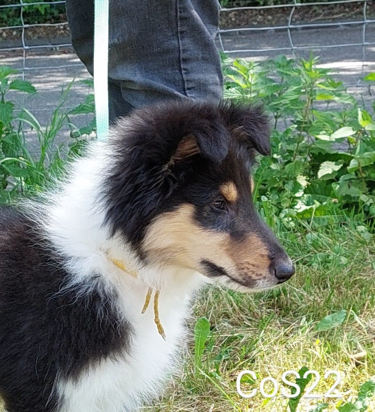 Collie Welpe Langhaar (FCI)