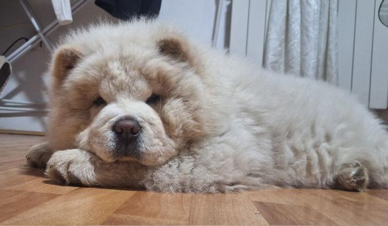Chow Chow FCI