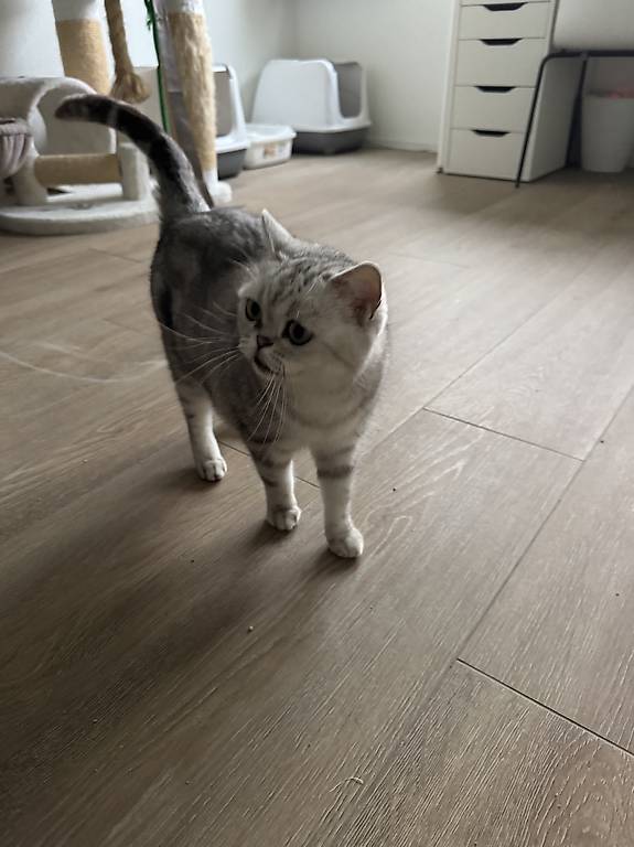 BKH Kitten Silvertabby Classic