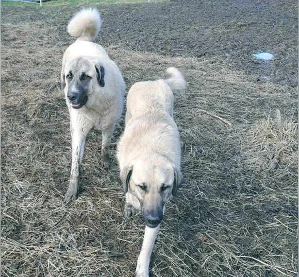 Kangal Herdenschutzhund Welpen Schafe Ziegen Pferde Wolfsschutz