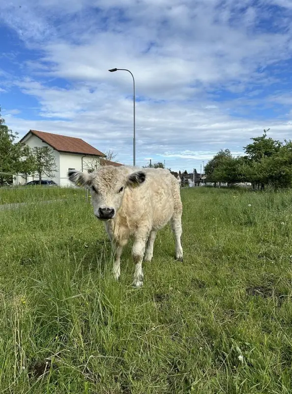 Galloway Jungstier zu verkaufen