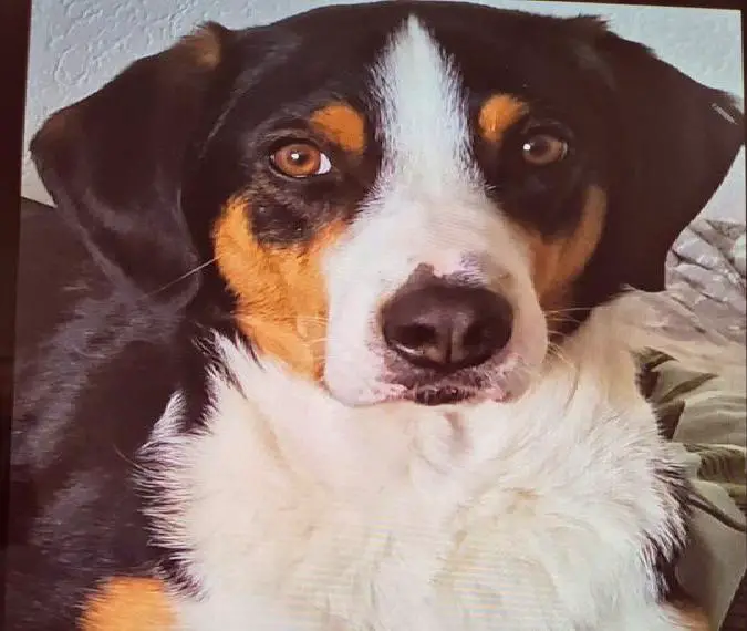 Suche für Appenzeller Sennenhund Benny ein liebevolles Zuhause