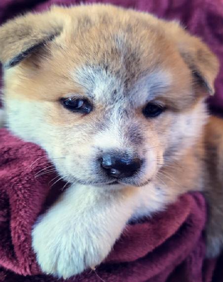 Akita Inu - wuschige Bärchen....nur weibliche Welpen bzw Zicken zum verlieben? ; -D