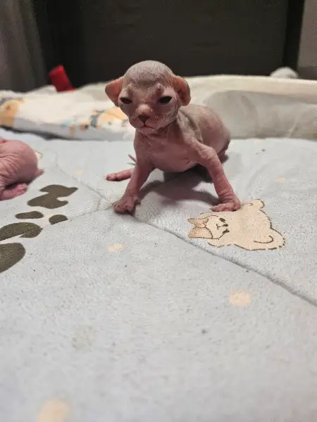 Canadian Sphynx/streight elf mischling