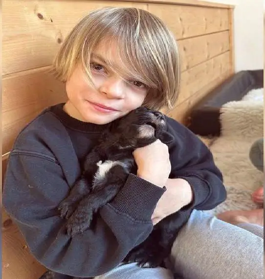 Goldendoodlewelpen suchen Traumzuhause