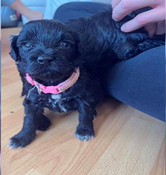 Portugiesischer Wasserhund Welpe Alma (weiblich)