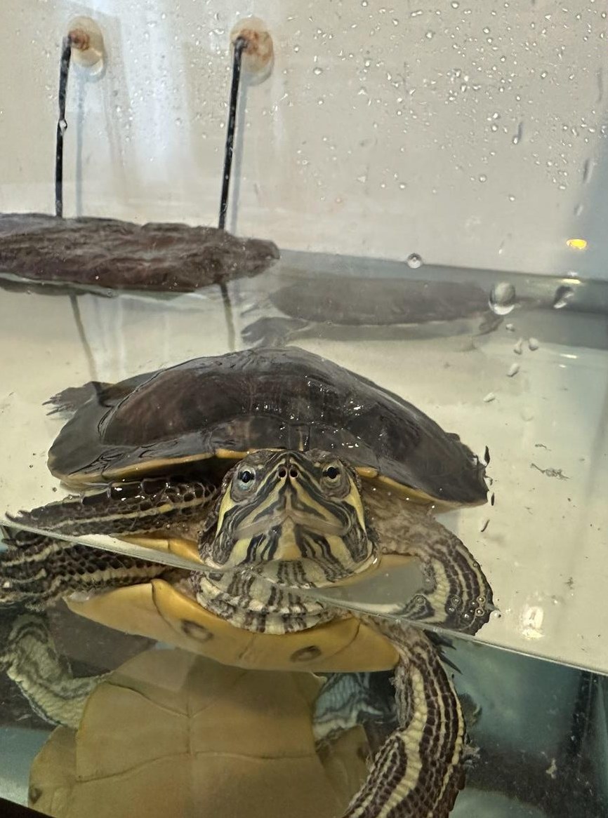 Gelbbauch-Schmuckschildkröten mit Aquarium 40x100cm