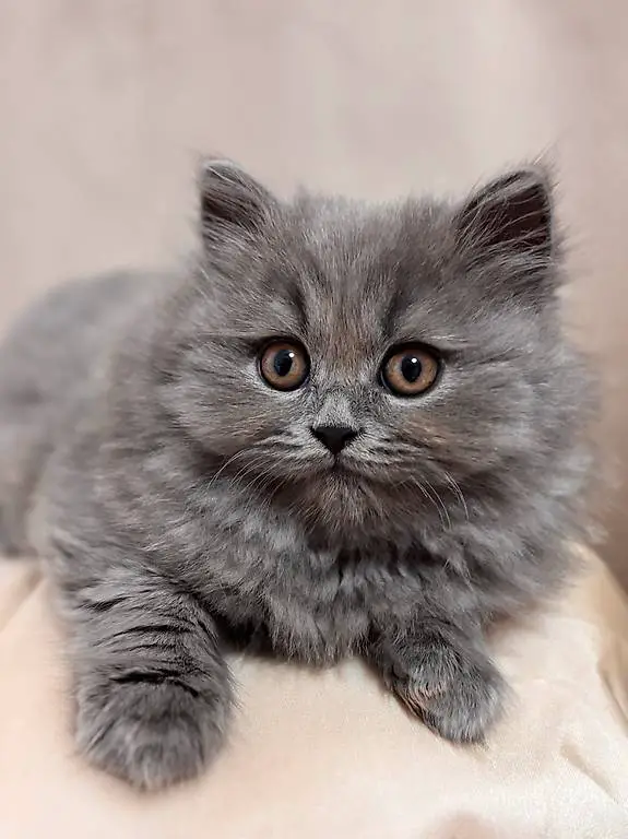 British kurzhaar/langhaar