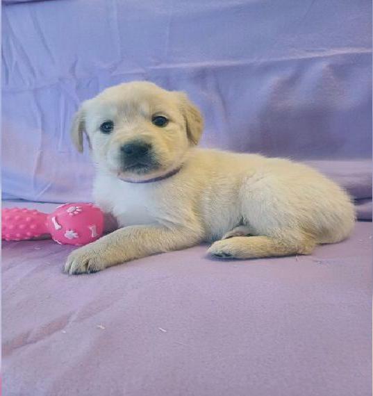 Wunderschoene Retriever Goldie Baby s aus Liebhaberzucht abzugeben an Liebendes Endzuhause