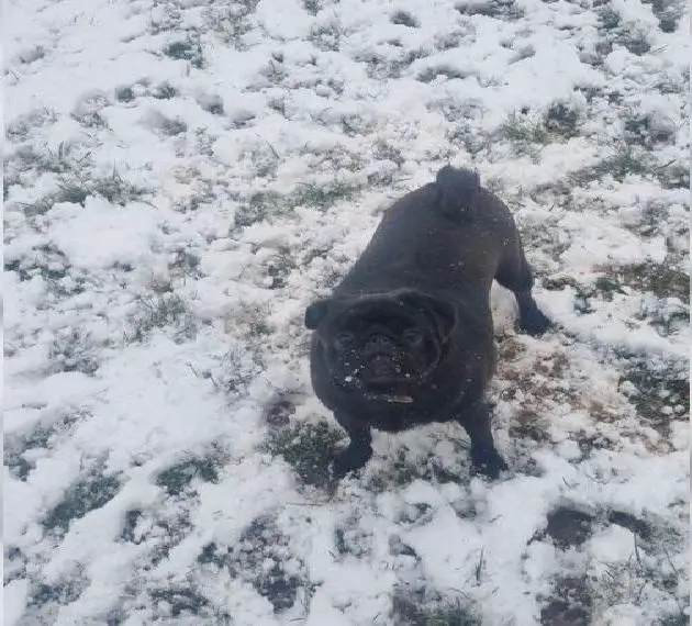 Mopshündin such neues Zuhause