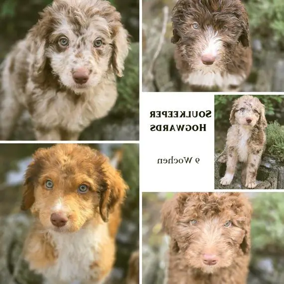 Aussiedoodle / Doodle F1b Welpen / Begleithund