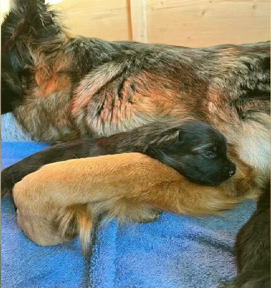 Welpen, Altdeutsche Schäferhunde vom Bubenheimer Berg