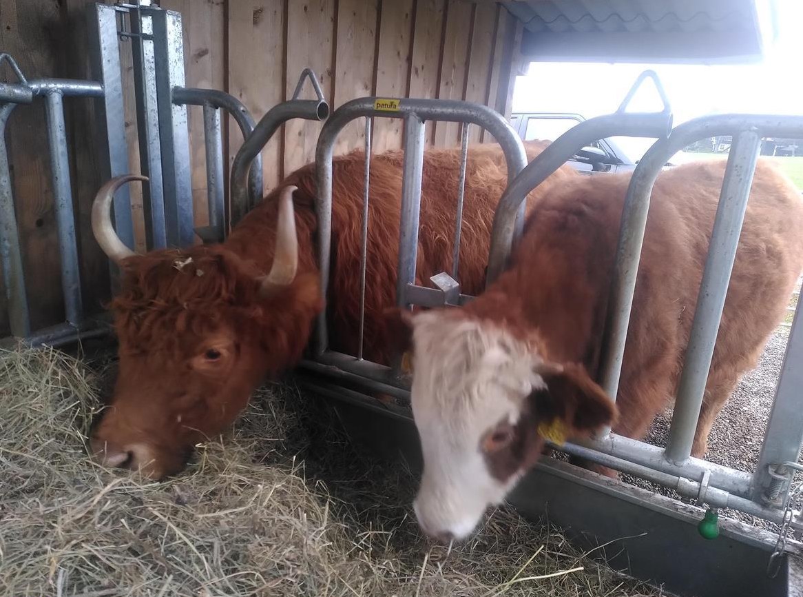 Mutterkuh Kalb (Ochse) , sehr zahm