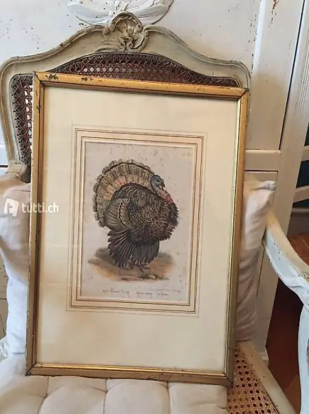 Truthuhn Männchen Lithografie Bild Tier shabby chic country