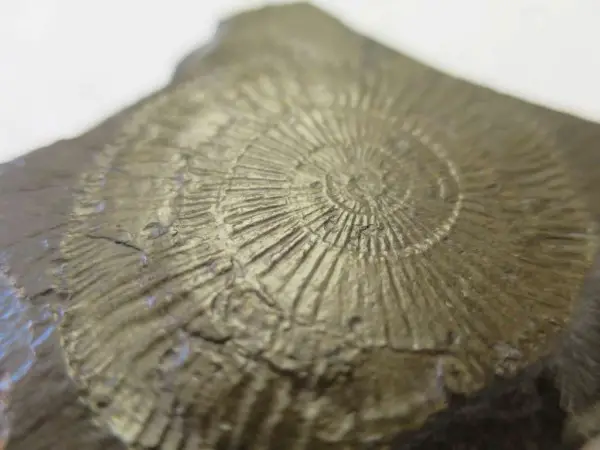 Versteinerter Ammonit