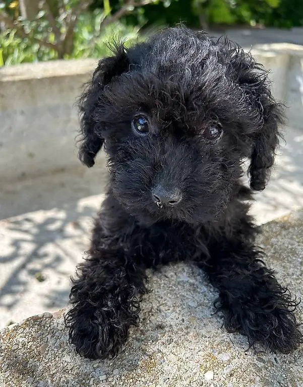 Bébé chien à donner: Chiot femelle caniche nain