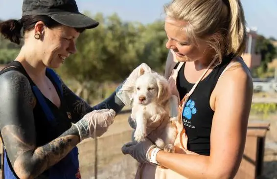 Suchen Tierpfleger/in oder Tierarztassistent/in | Kos, Griechenland