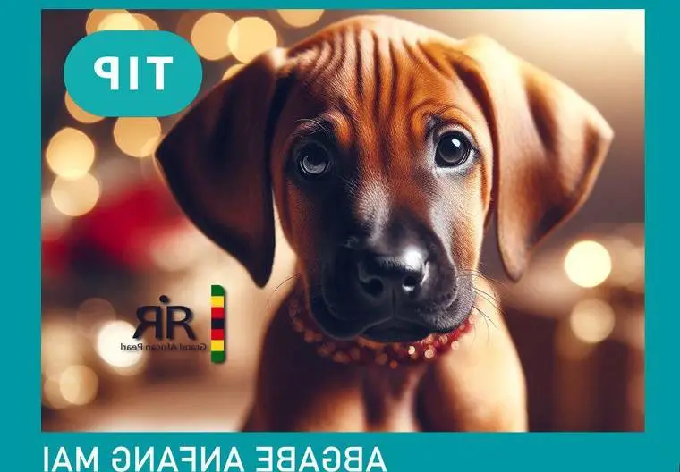 Rhodesian Ridgeback Welpen in MV mit Papieren