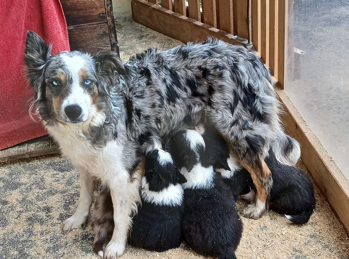 Einen Wurf Border Collie Welpen zu vergeben