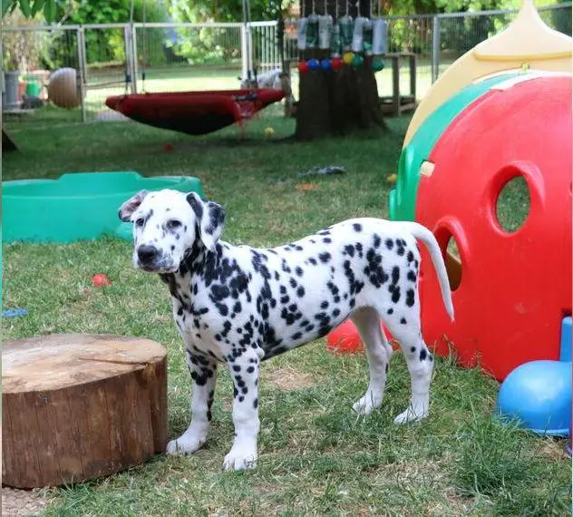 Dalmatiner Welpen unseres T-Wurfes vom Velhorn-Schloss (FCI/VDH-Zucht) suchen ihr neues Zuhause