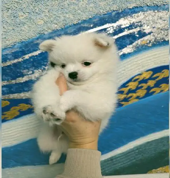 Zwergspitz/ Pomchi/ Rüde